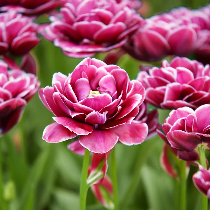 Tulpe Dream Touch (x7)