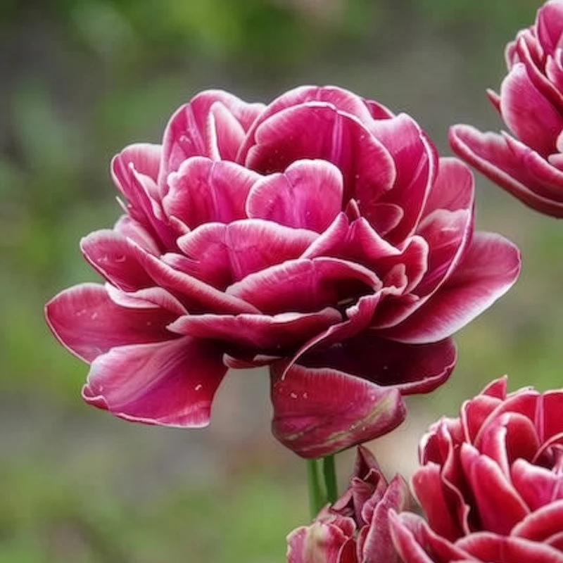 Tulpe Dream Touch (x7)