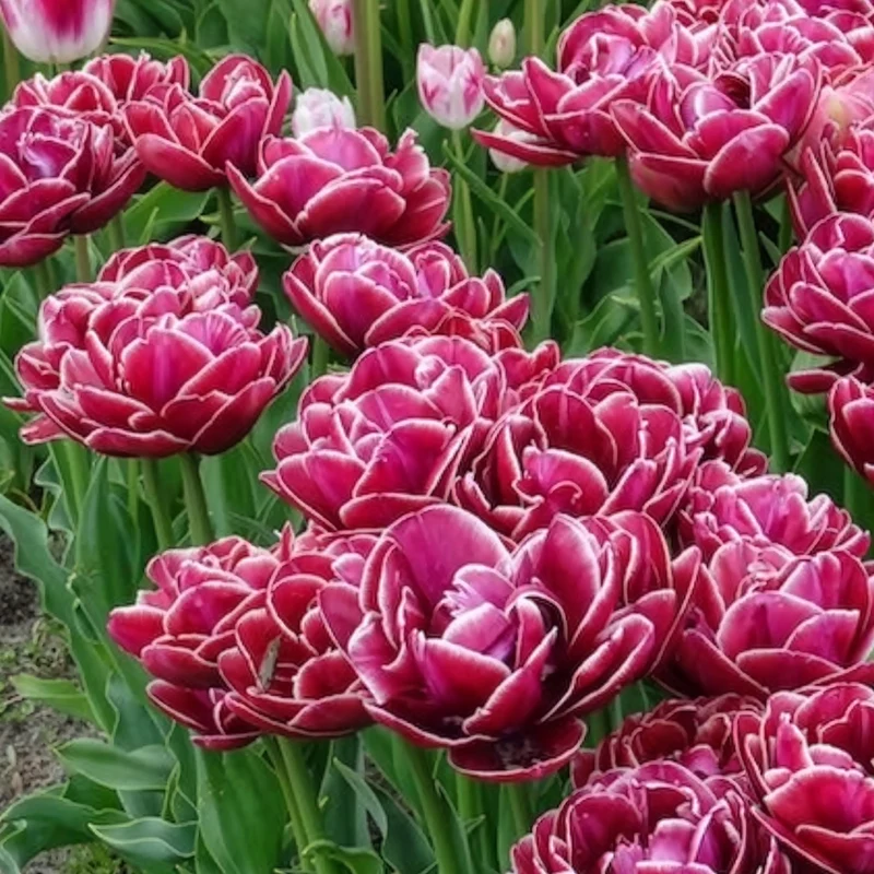 Tulpe Dream Touch (x7)