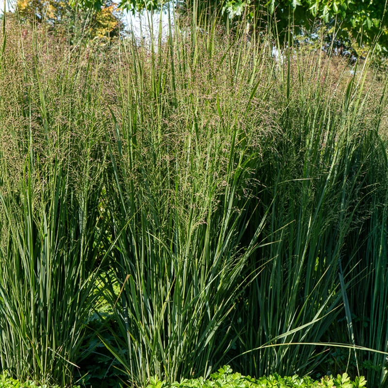 Rutenhirse ‘Prairie Sky’
