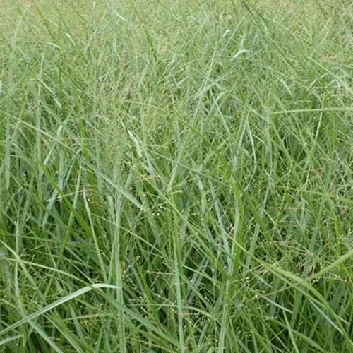 Rutenhirse ‘Prairie Sky’