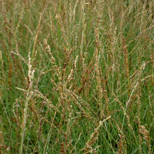 Blaues Pfeifengras Poul Petersen
