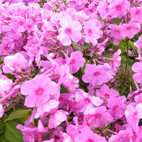 Phlox paniculatus Pink Eye Flame