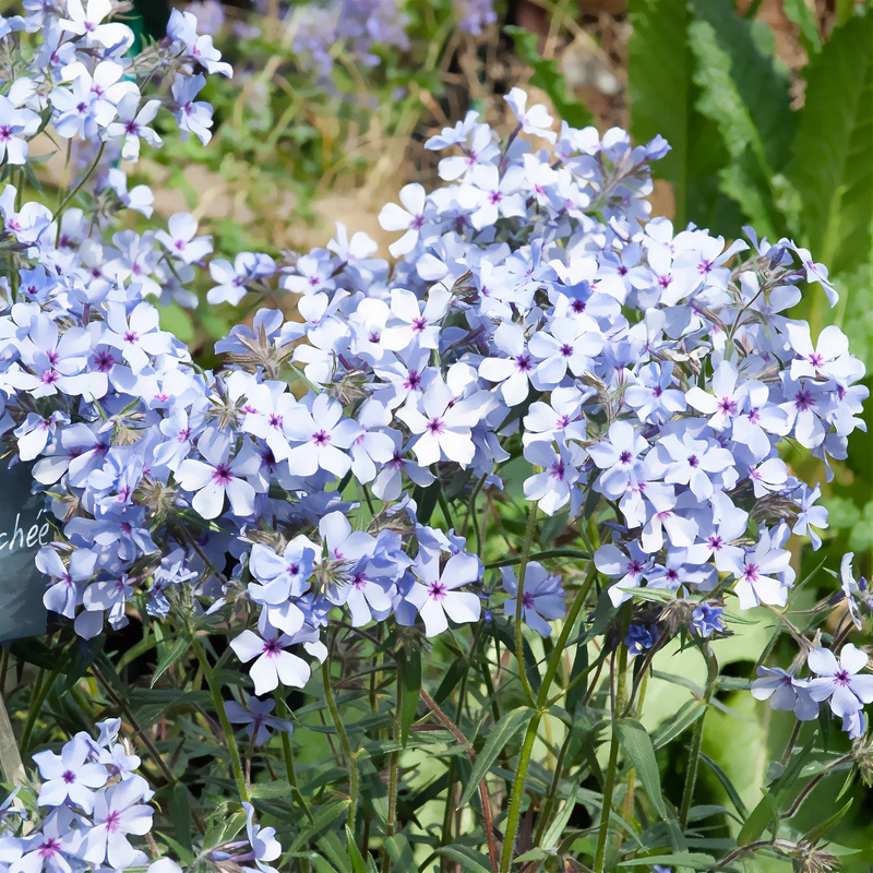 Wald-Phlox ‘Chattahoochee’