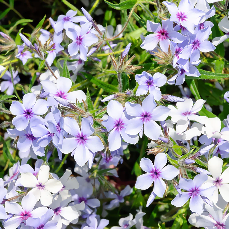 Wald-Phlox ‘Chattahoochee’