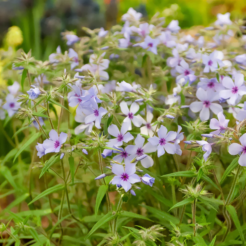 Wald-Phlox ‘Chattahoochee’
