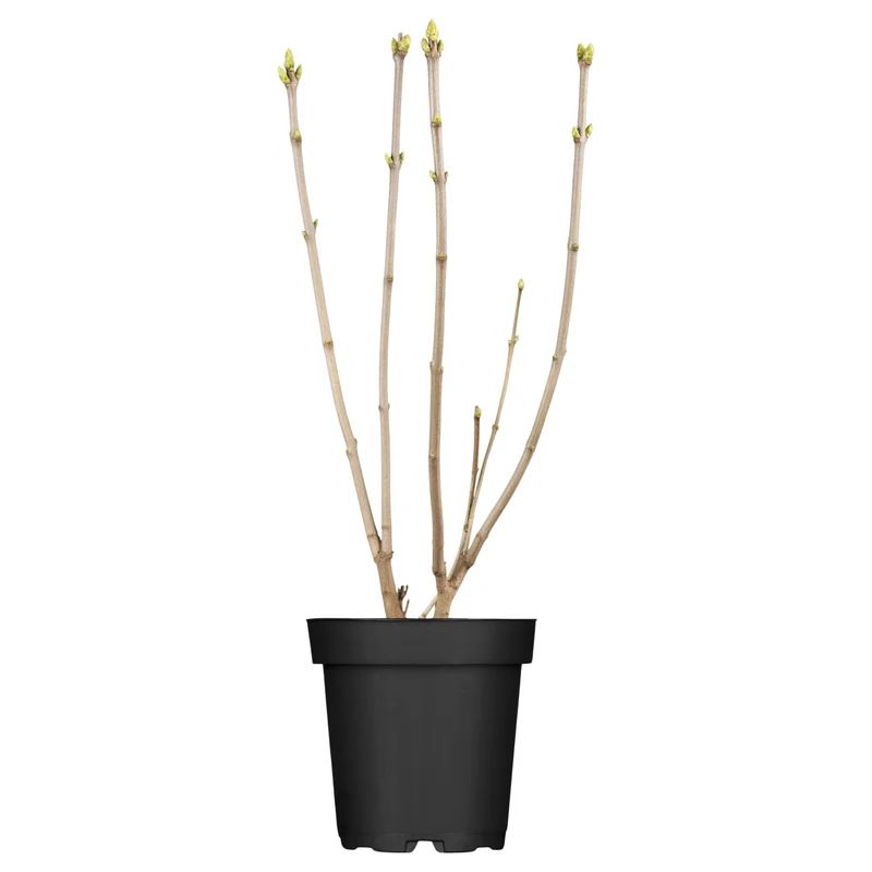 Edelflieder 'Mme Lemoine'