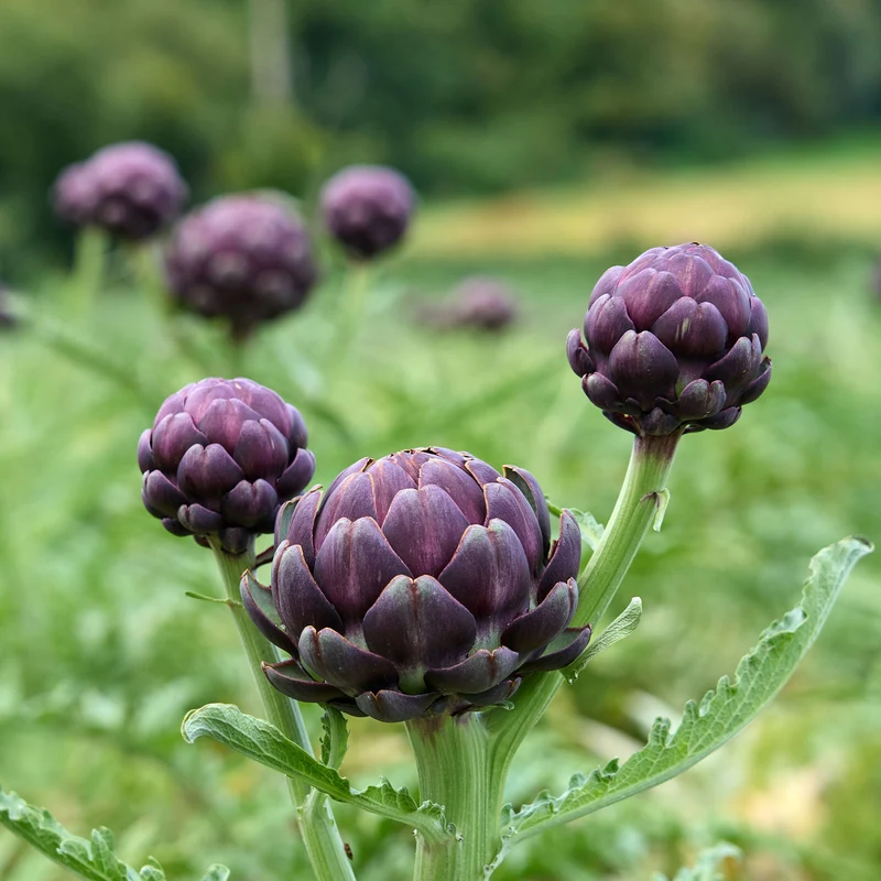 Artischocke ‘Violet de Provence’