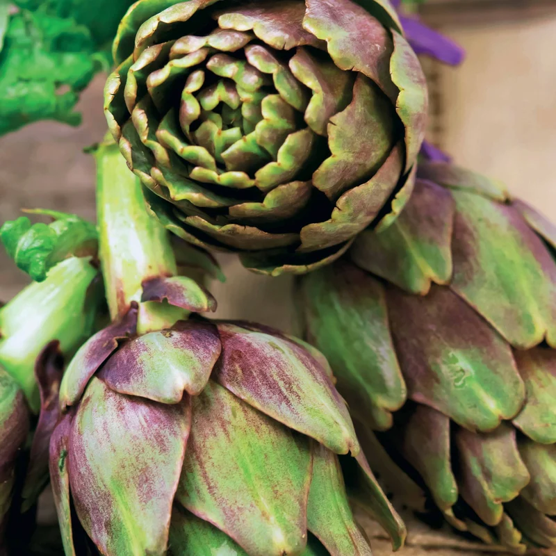 Artischocke ‘Violet de Provence’