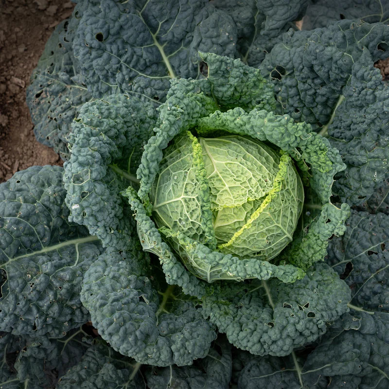 Wirsingkohl Capriccio F1