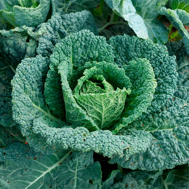 Wirsingkohl Capriccio F1