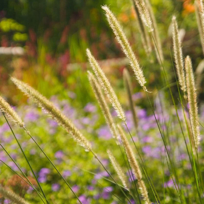 Aufrechtes Lampenputzergras (Pennisetum alopecuroides)