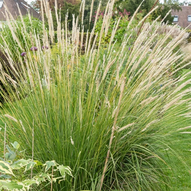 Aufrechtes Lampenputzergras (Pennisetum alopecuroides)