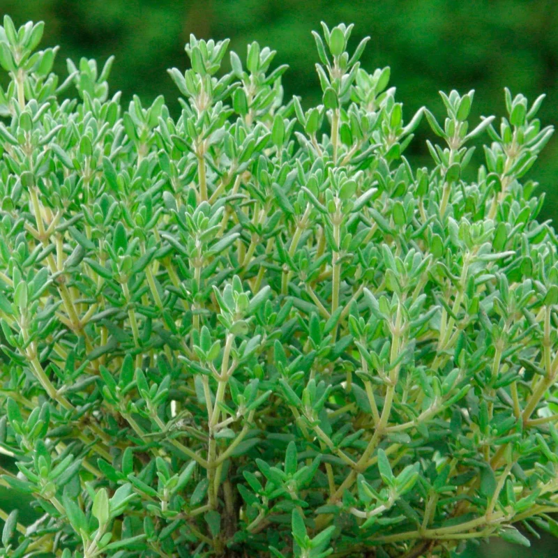 Gedrungener Thymian 'Compactus'