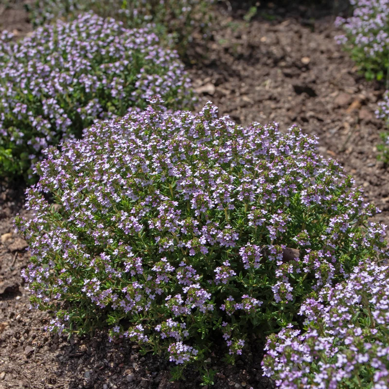 Gedrungener Thymian 'Compactus'