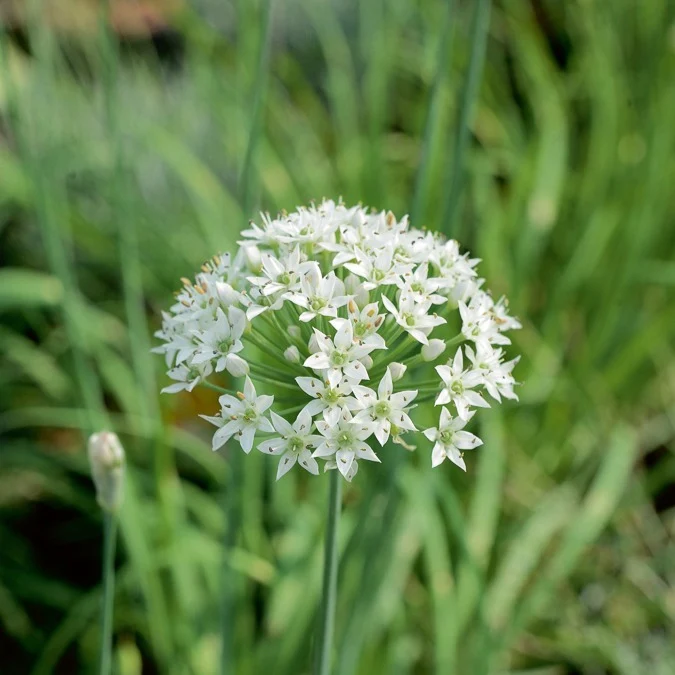 Schnittknoblauch