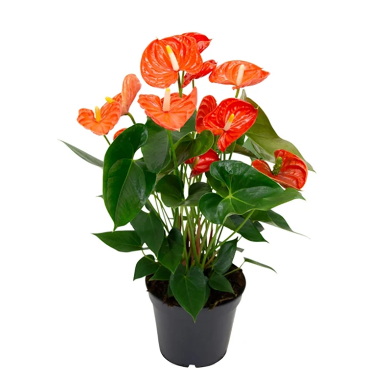 Große Flamingoblume