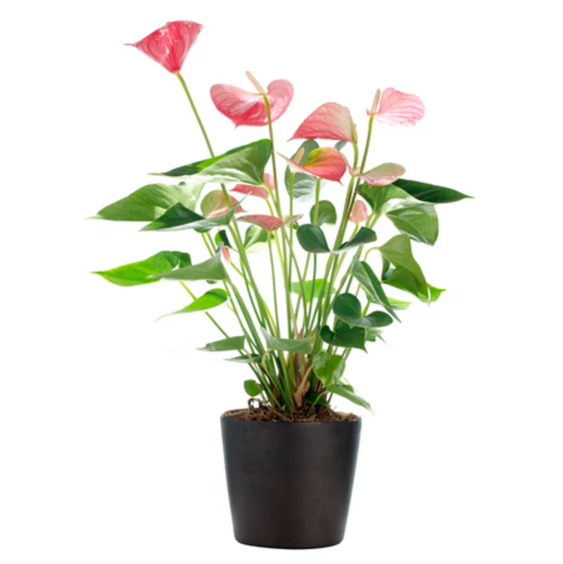Große Flamingoblume