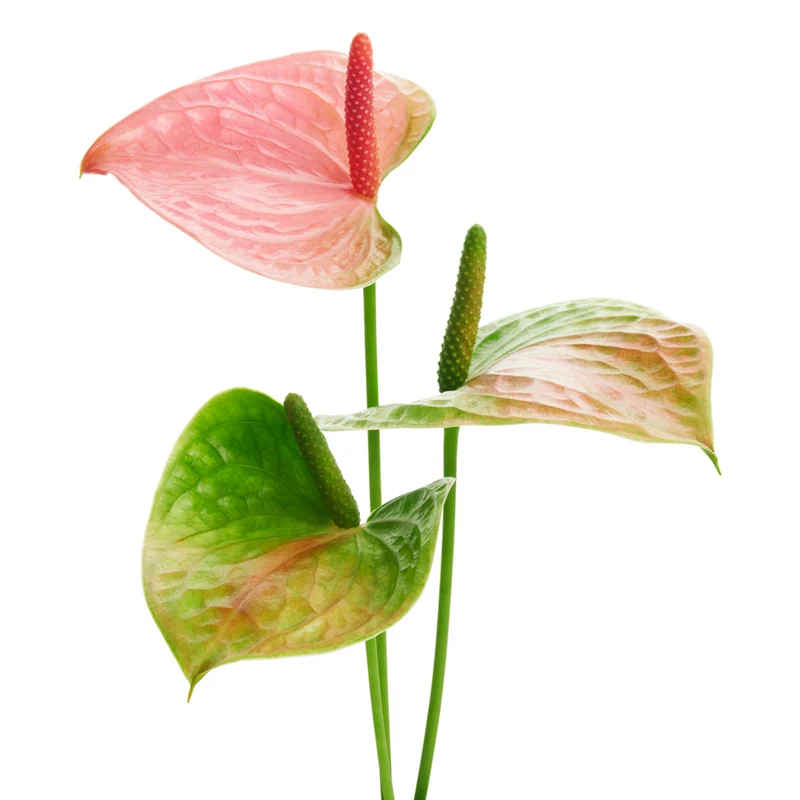 Große Flamingoblume