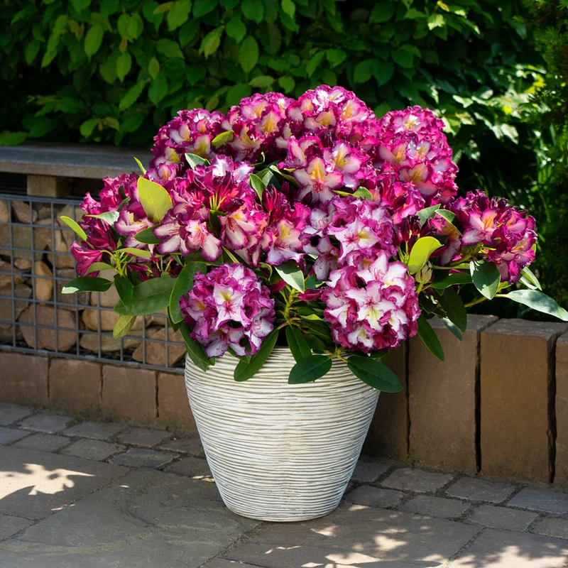 Rhododendron 'Happydendron® Pushy Purple®'