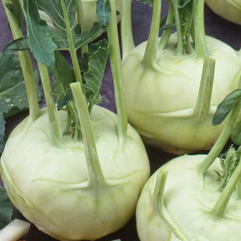 Weißer Kohlrabi Lanro Bio