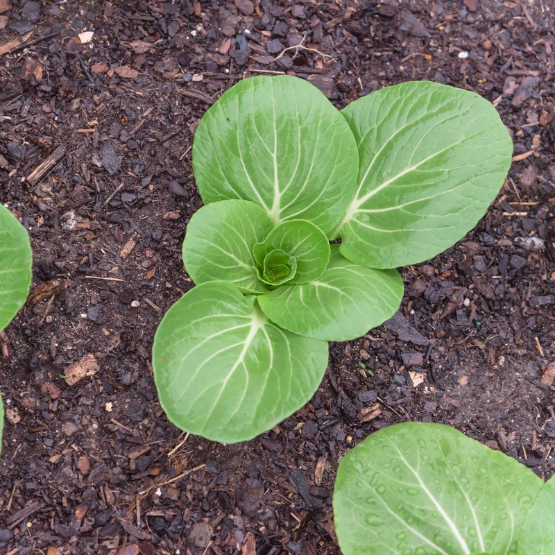 Pak Choi ‘Green Fortune’ F1