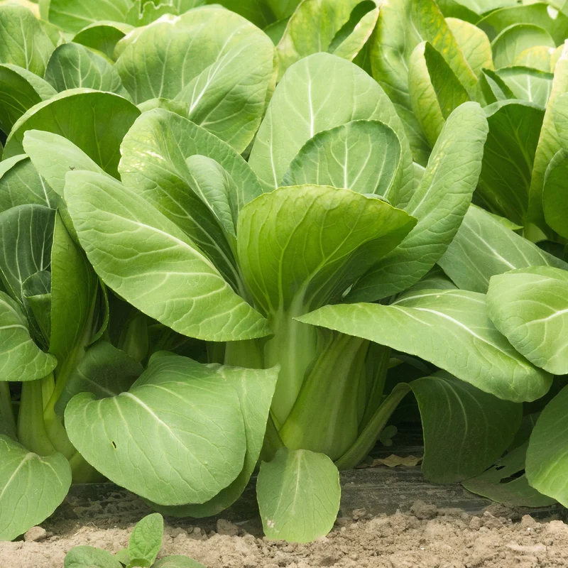 Pak Choi ‘Green Fortune’ F1