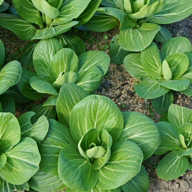 Pak Choi ‘Green Fortune’ F1