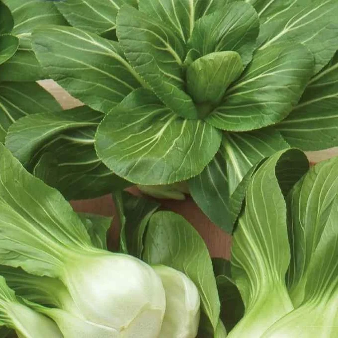Pak Choi ‘Green Fortune’ F1