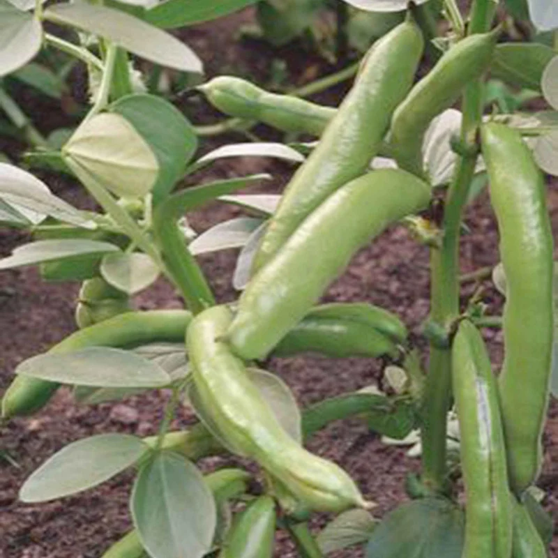 Ackerbohne 'Witkiem'