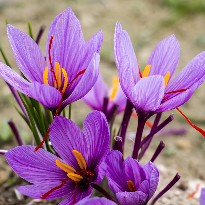 Krokus Crocus sativus (x10)