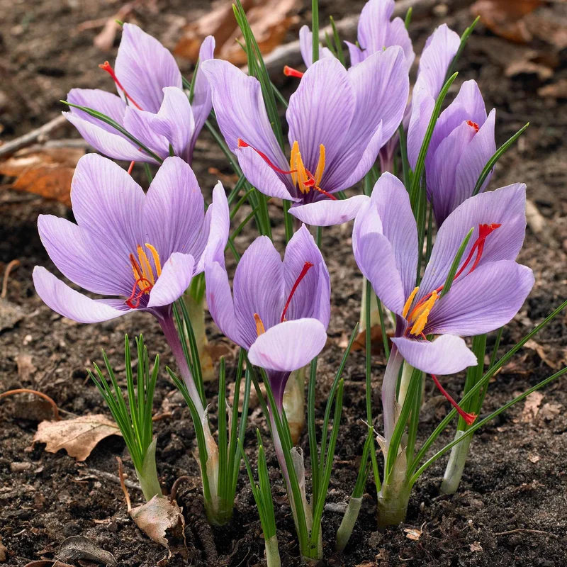 Krokus Crocus sativus (x10)