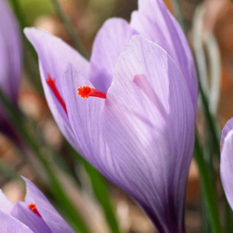 Krokus Crocus sativus (x10)