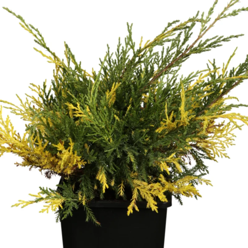 Blauer Zwerg-Wacholder 'Golden Soucer'