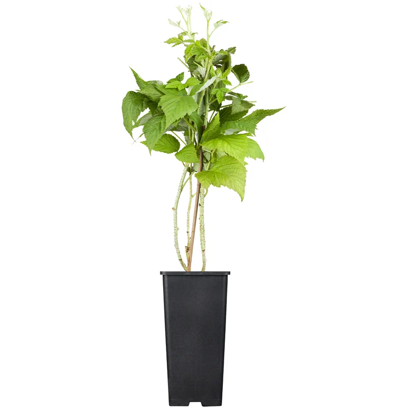 Bio Himbeere 'TwoTimer®Sugana®'