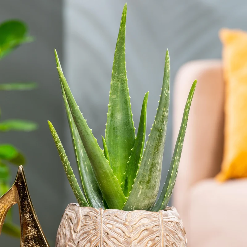 Aloe Vera