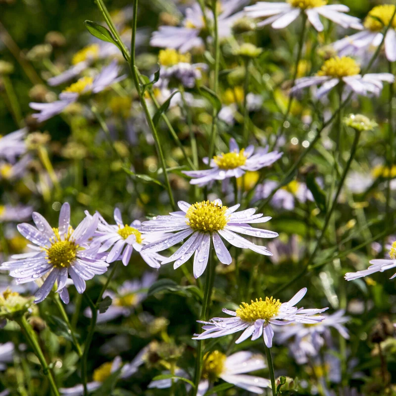 Schönastern Charlotte