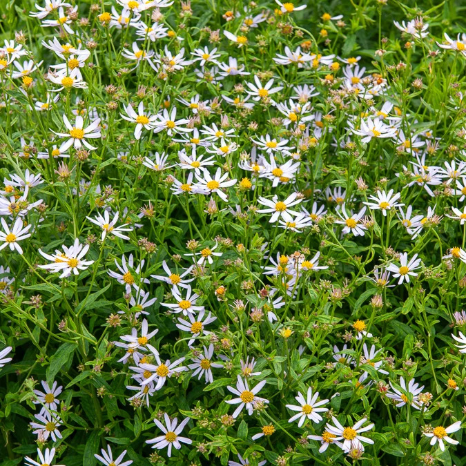 Schönastern Charlotte