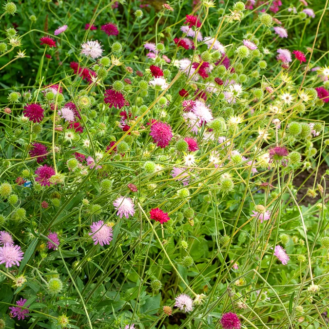 Knautie ‘Melton Pastels’
