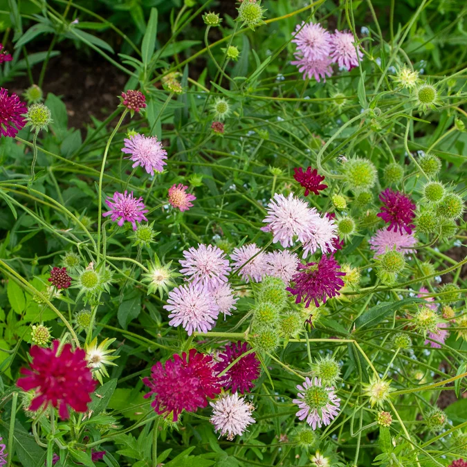 Knautie ‘Melton Pastels’