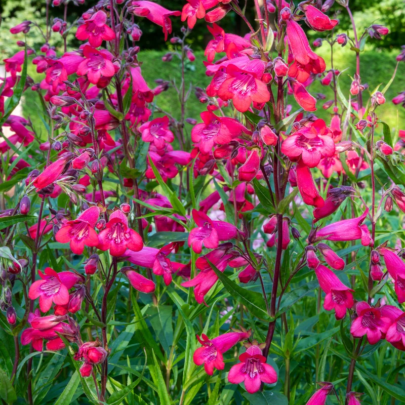 Bartfaden 'Schoenholzeri'