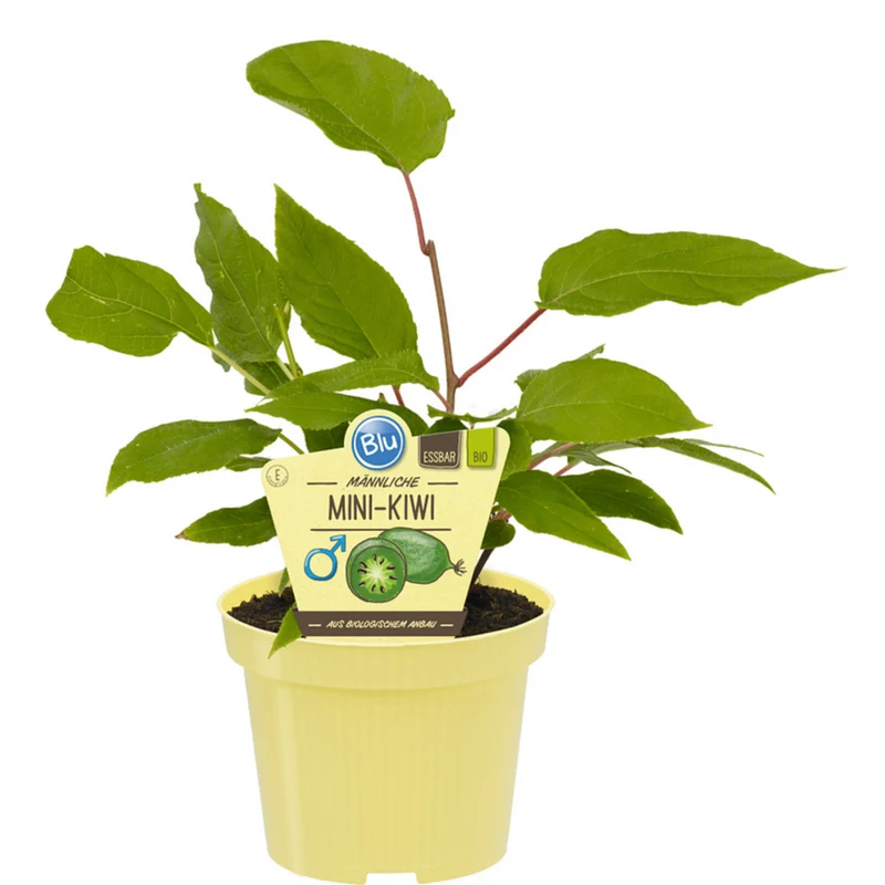 Bio Kiwi-Mini Arguta männl.