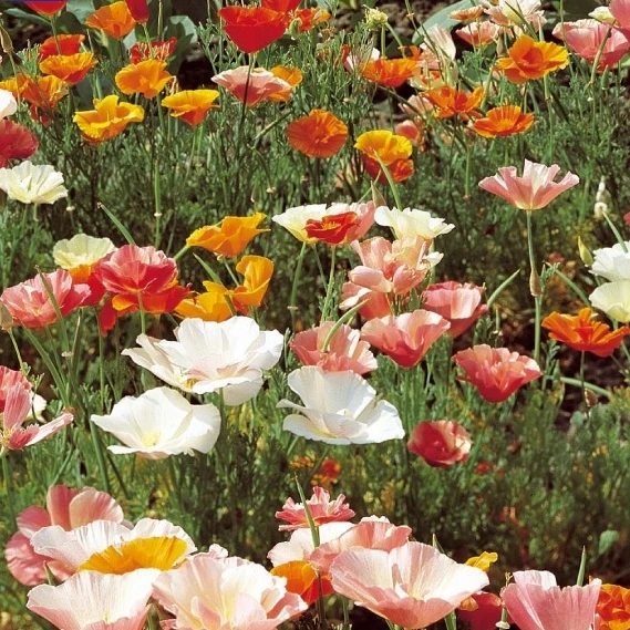 Goldmohn Eschscholzia californica
