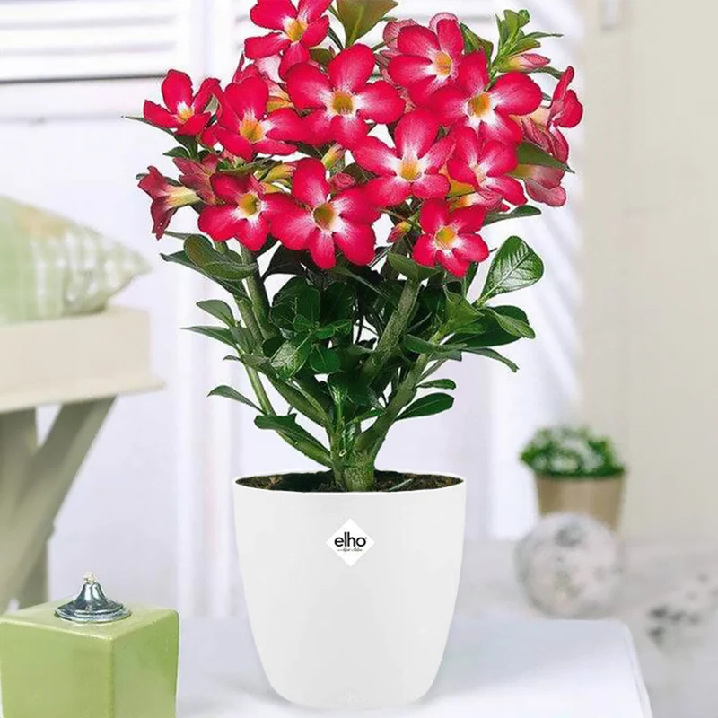 Wüstenrose in weißem Blumentopf