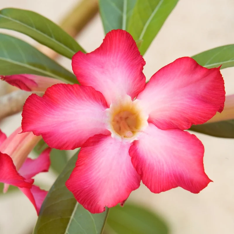 Wüstenrose in weißem Blumentopf