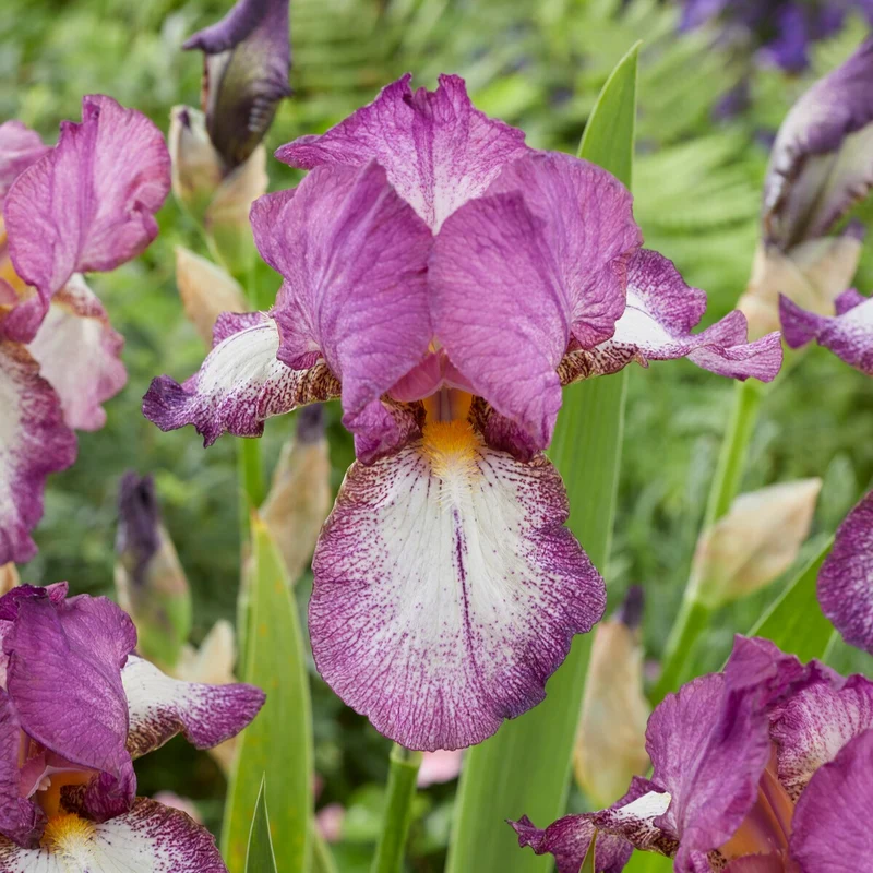 Bart-Iris Kollektion ‘Autumn Encore’ & ‘Lovely Again’ (x6)