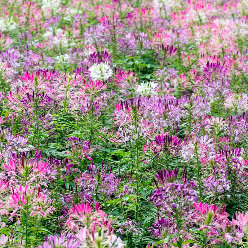 Spinnenblume 'Colour Fountain' Mischung
