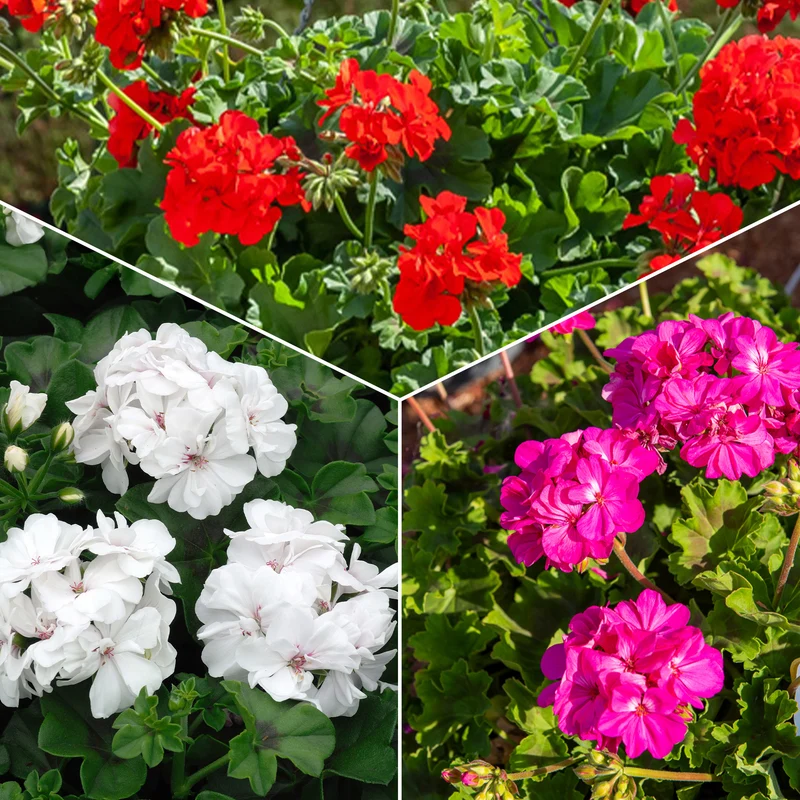 Beetgeranien (rot, weiß, Dark Lilac) (x6)