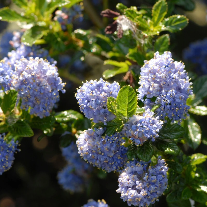 Säckelblume Blue Mound