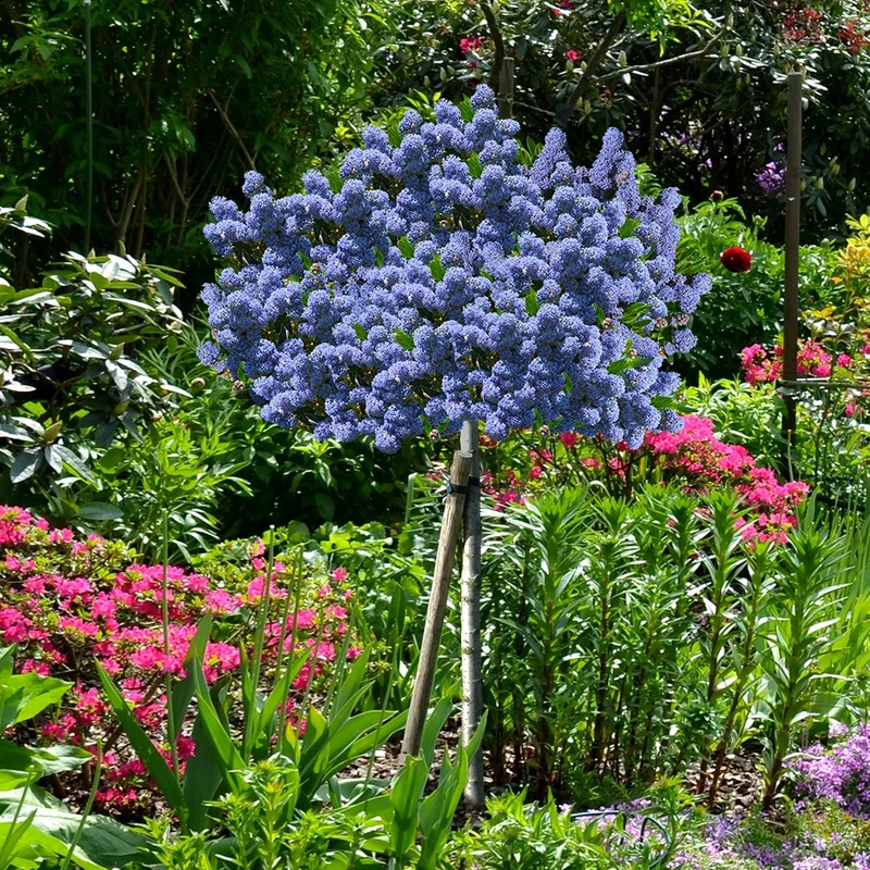 Säckelblume Blue Mound